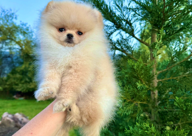 Teddy face pomeranian